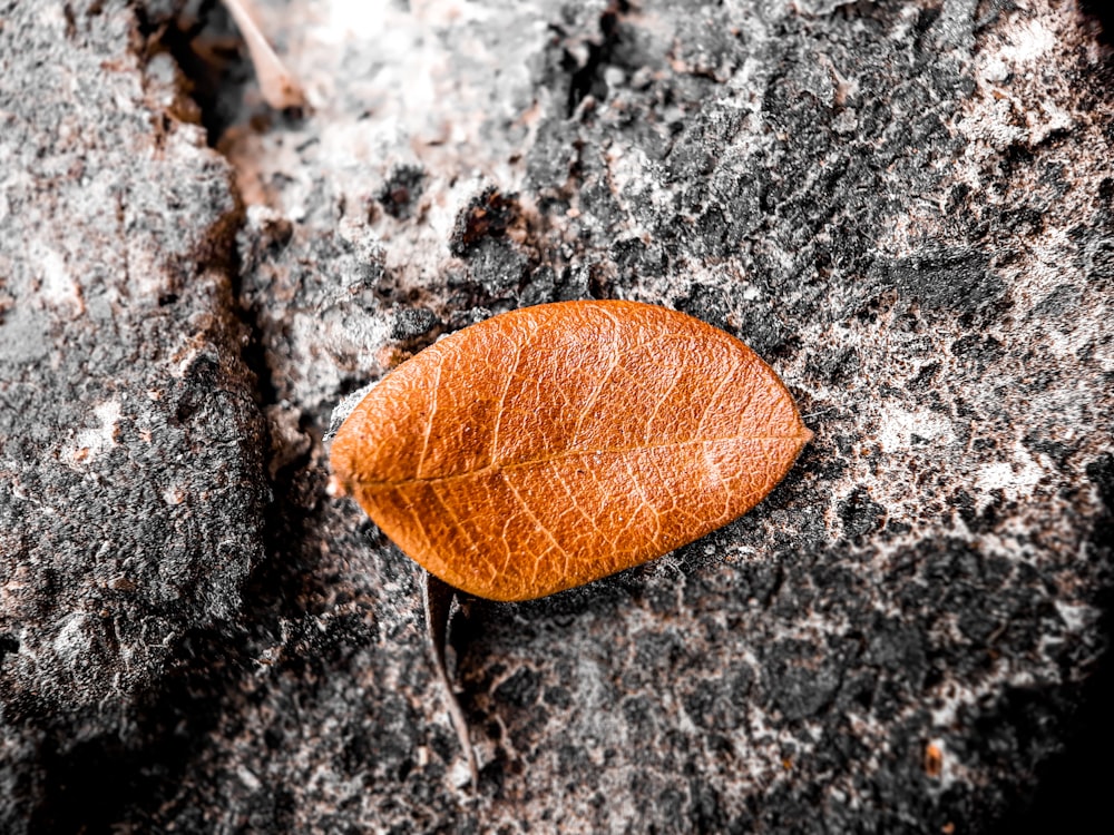 macro photography of brown ovate leaf