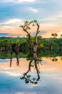 green tree near body of water under white and blue sky