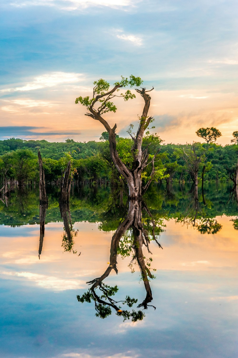 green tree near body of water under white and blue sky