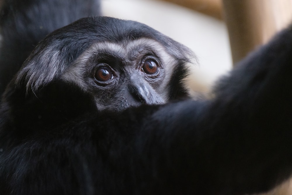 a close up of a black and white monkey