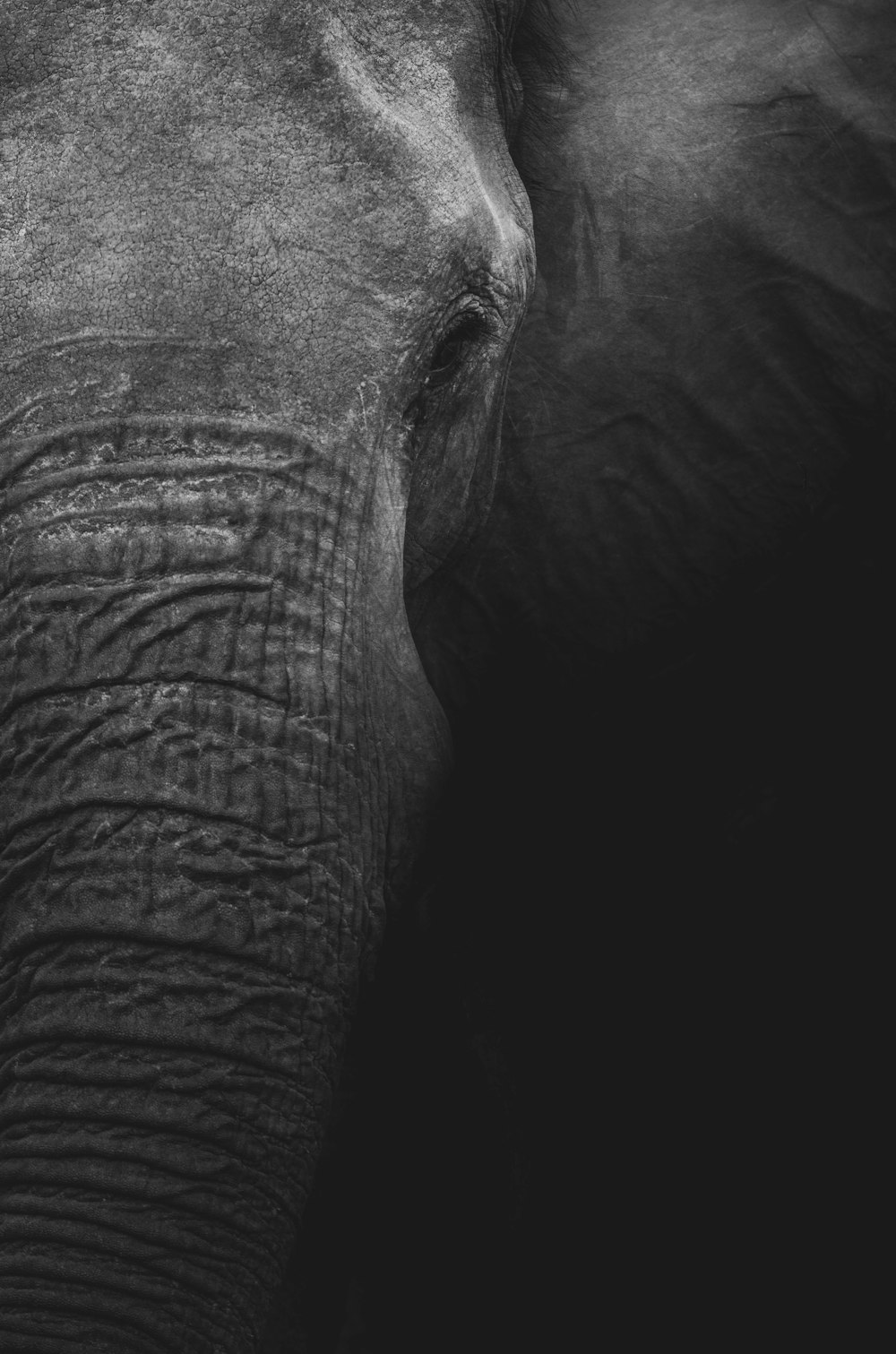 Fotografía en escala de grises de elefante