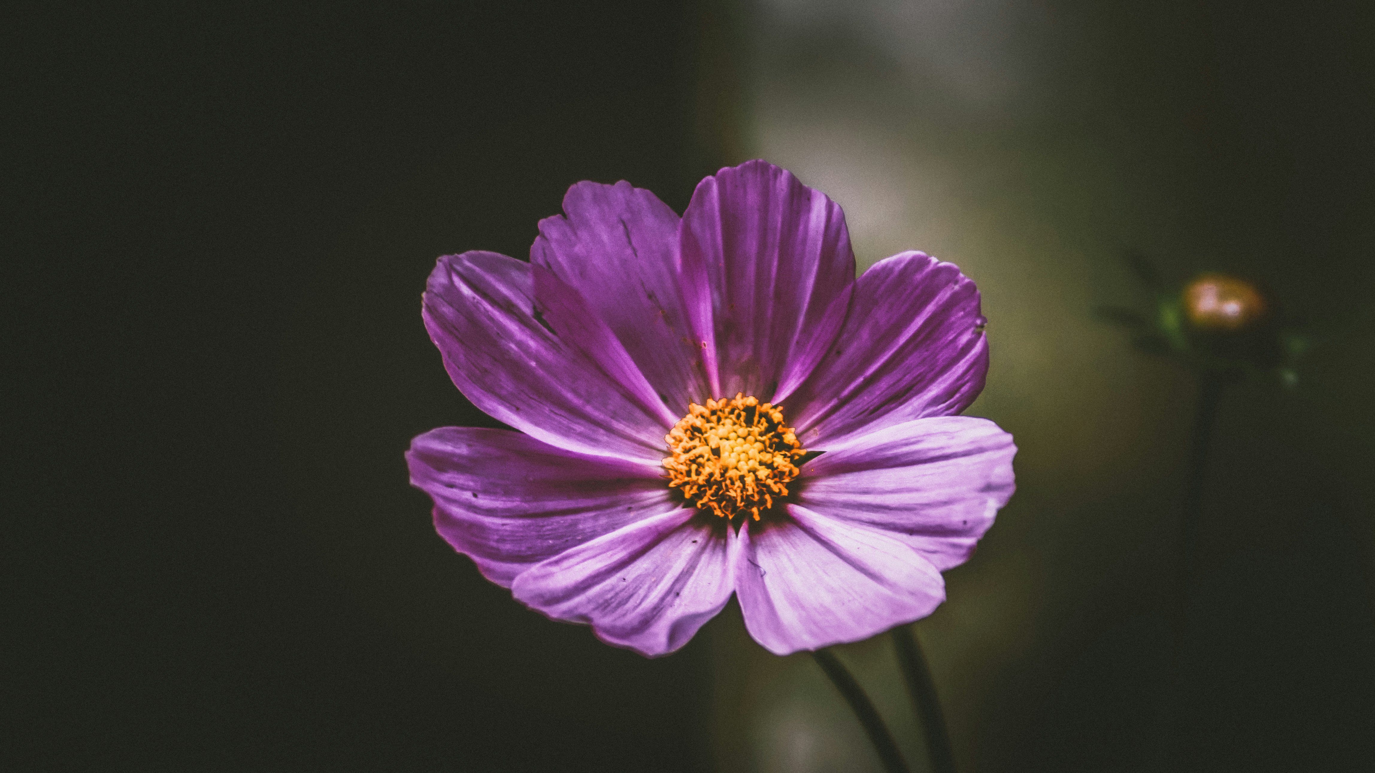 macro photography of blooming purple daisy flower