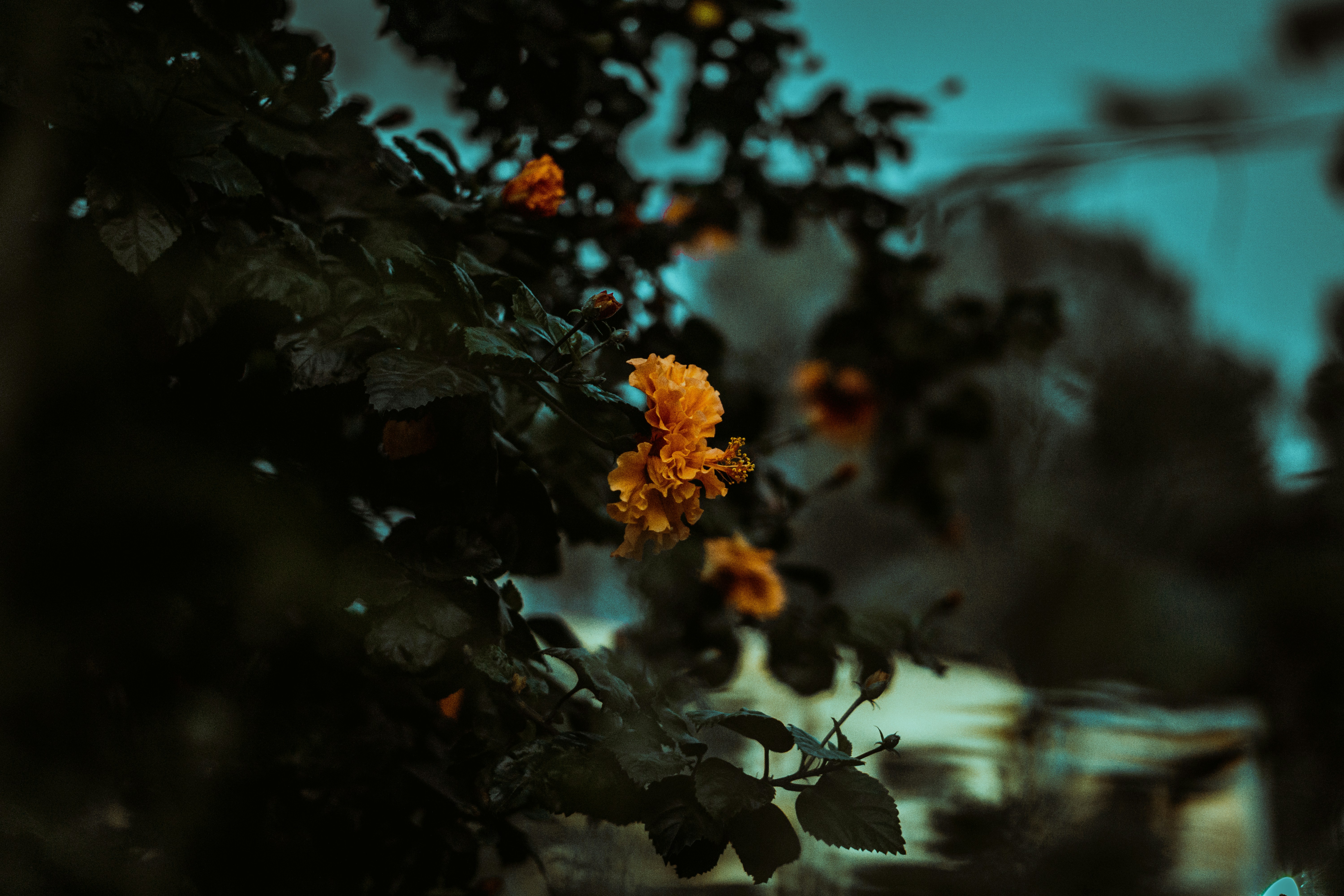 Photo by ashu_dadwal