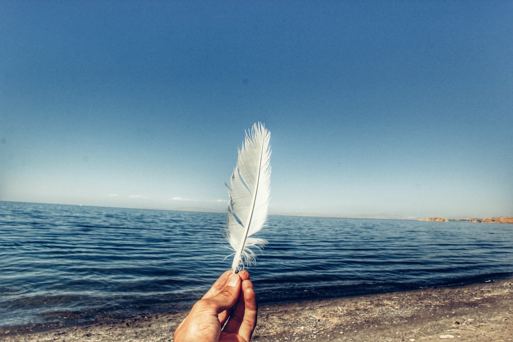 person holding feather near body of water