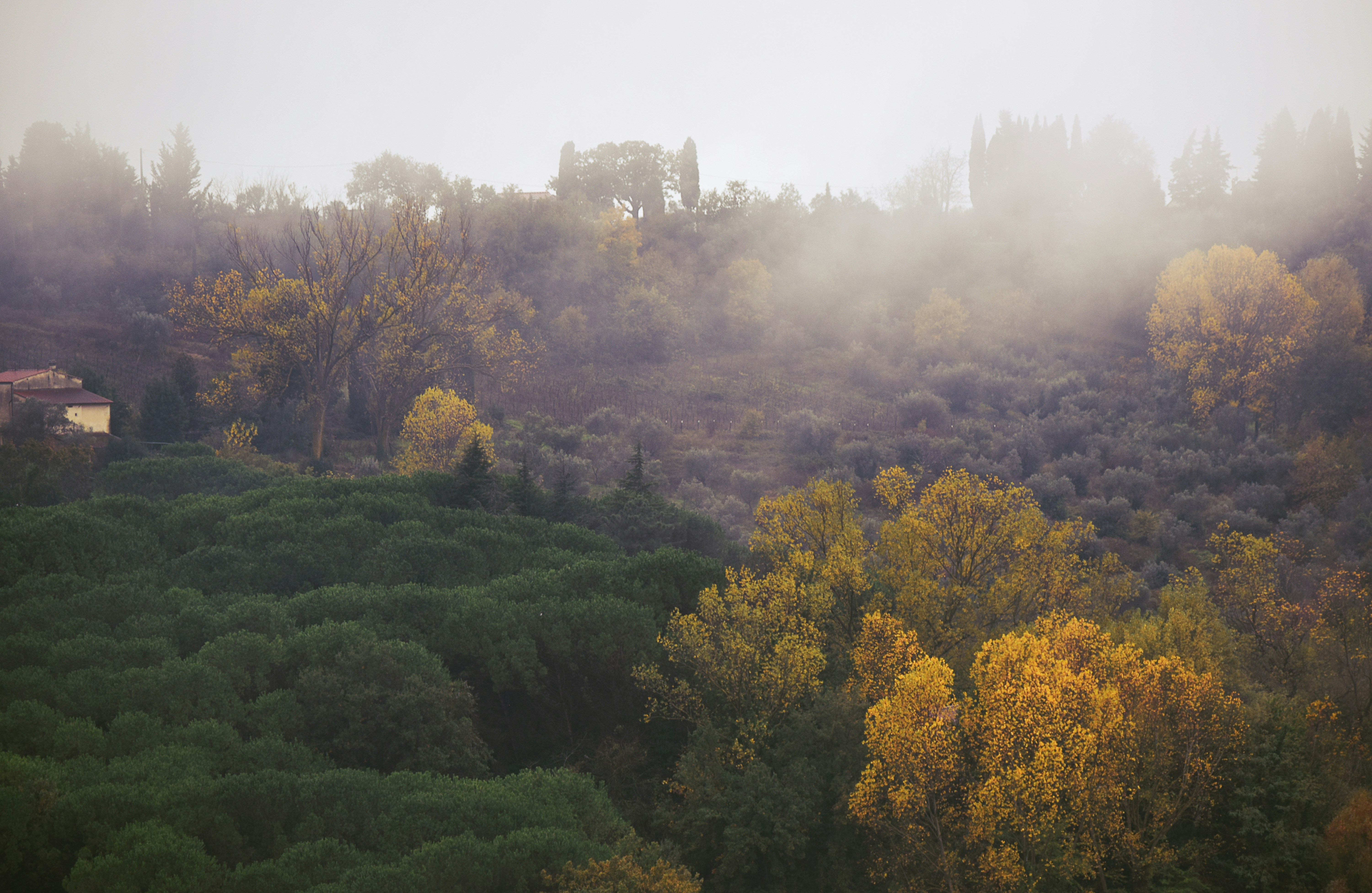 A foggy morning, Tuscany Collection