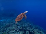 brown turtle in sea
