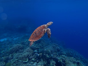brown turtle in sea