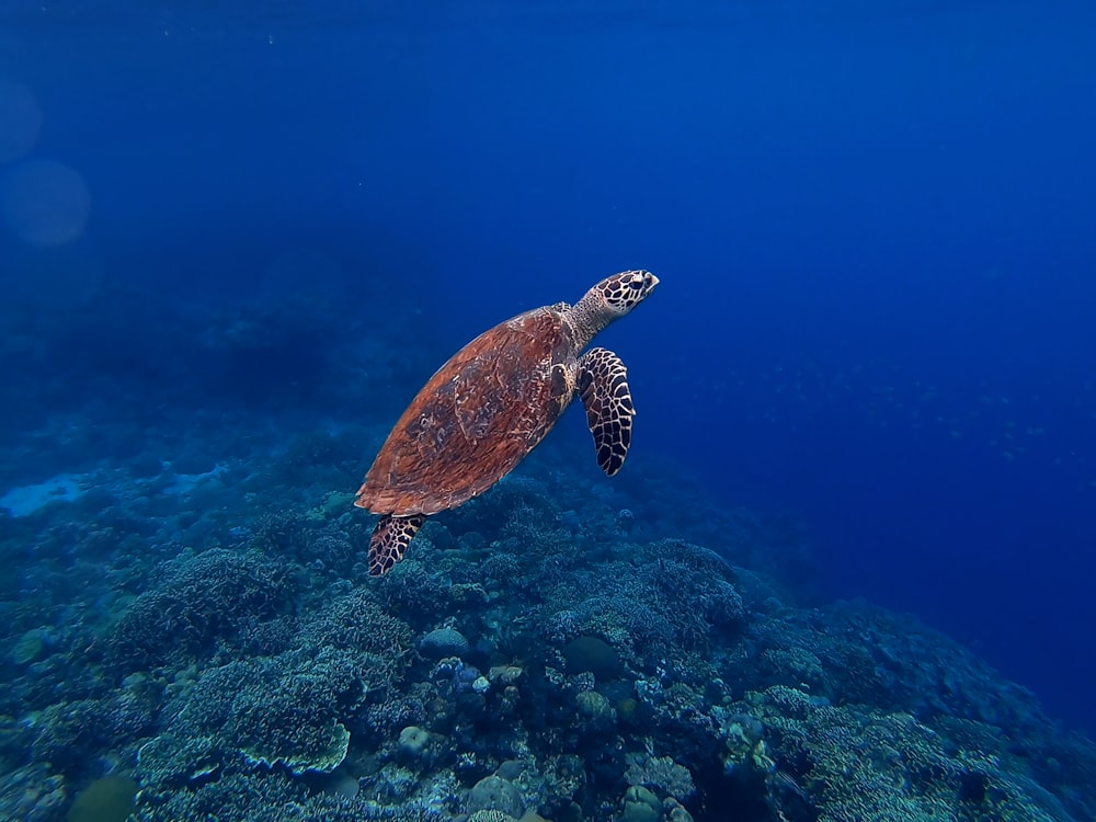 brown turtle in sea