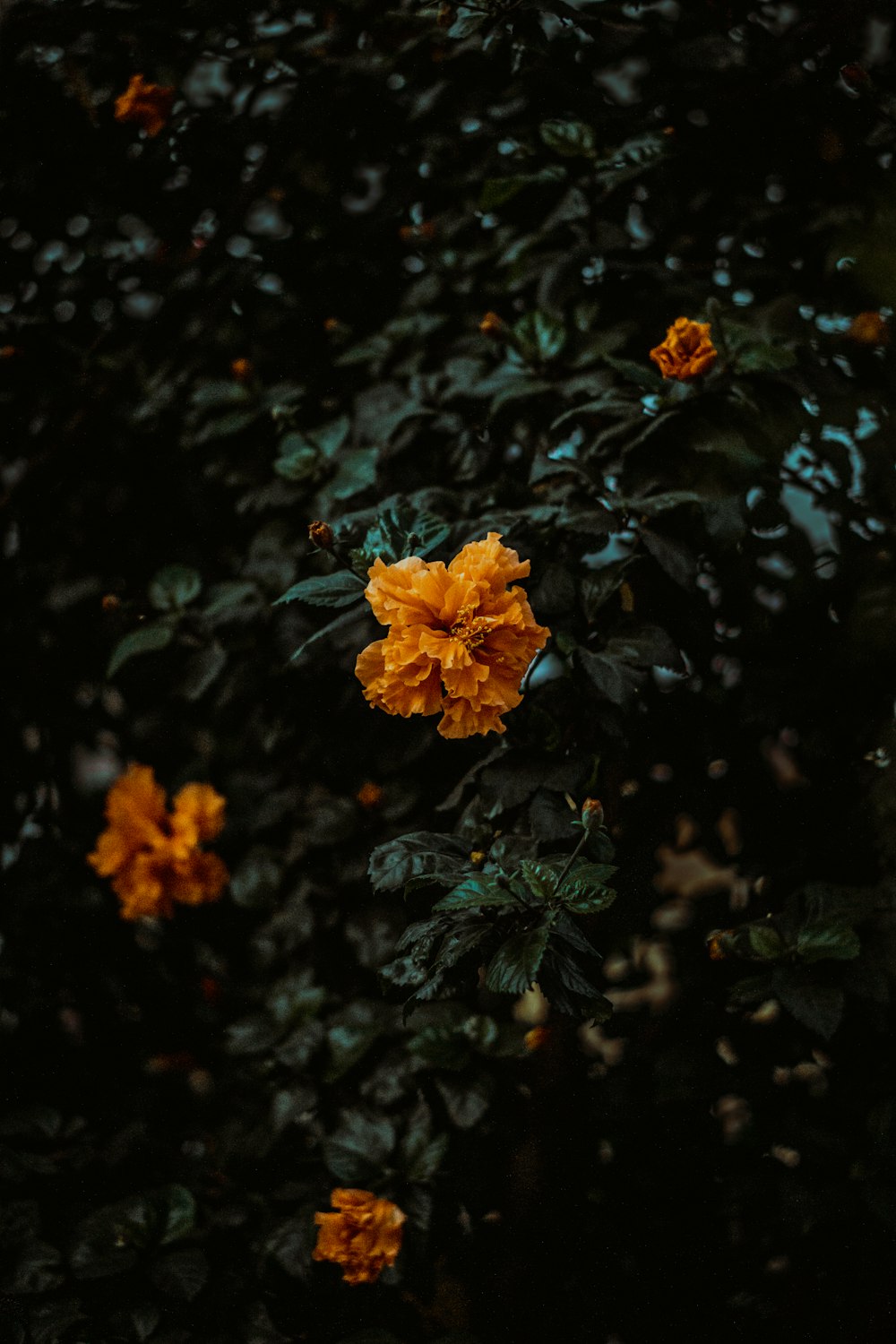 orange petaled flower