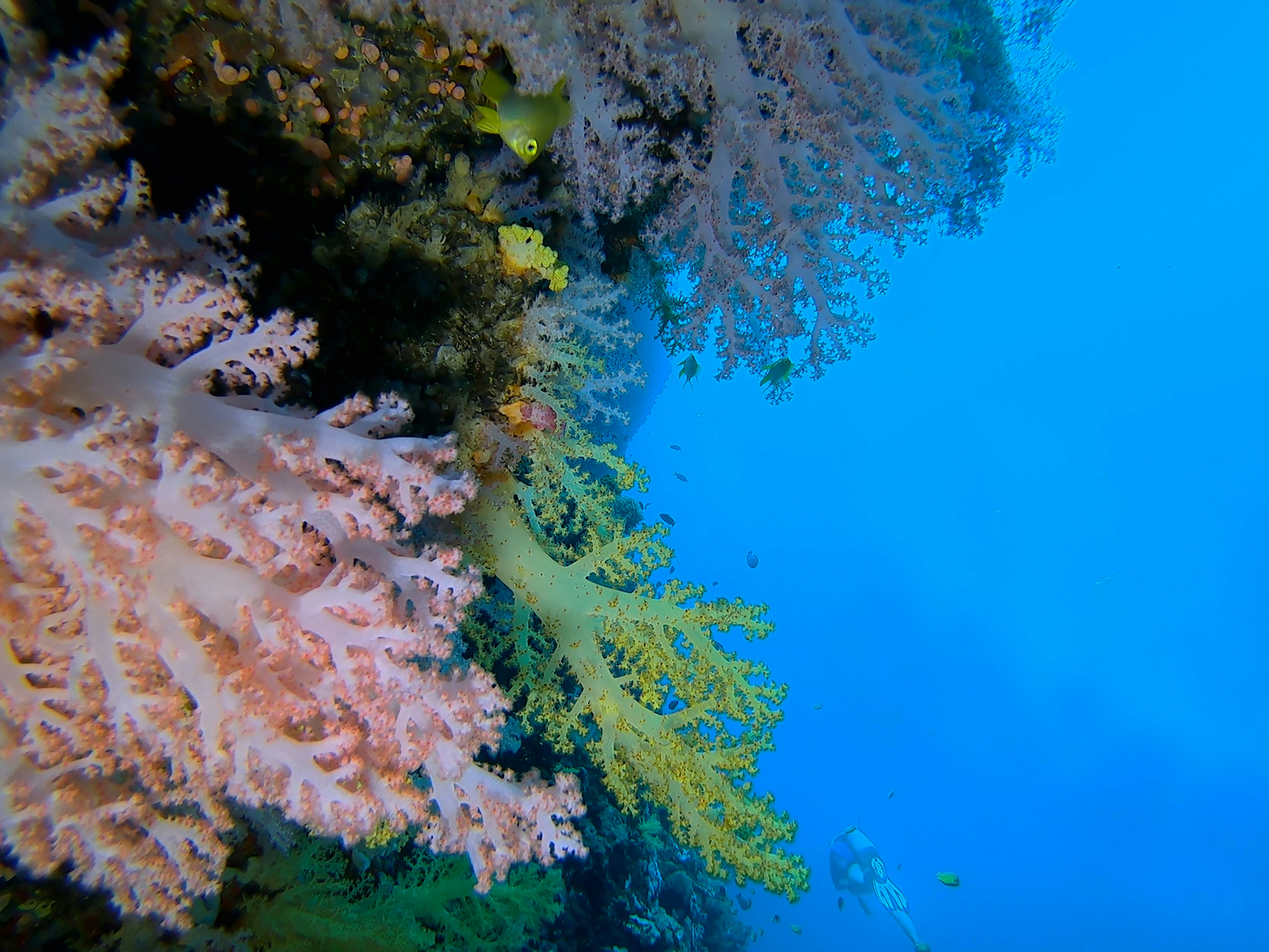 underwater photo of seaweeds