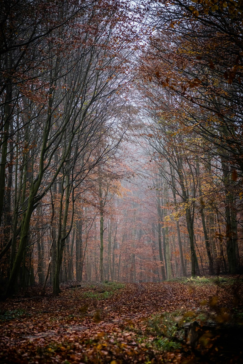 low angle photo of trees