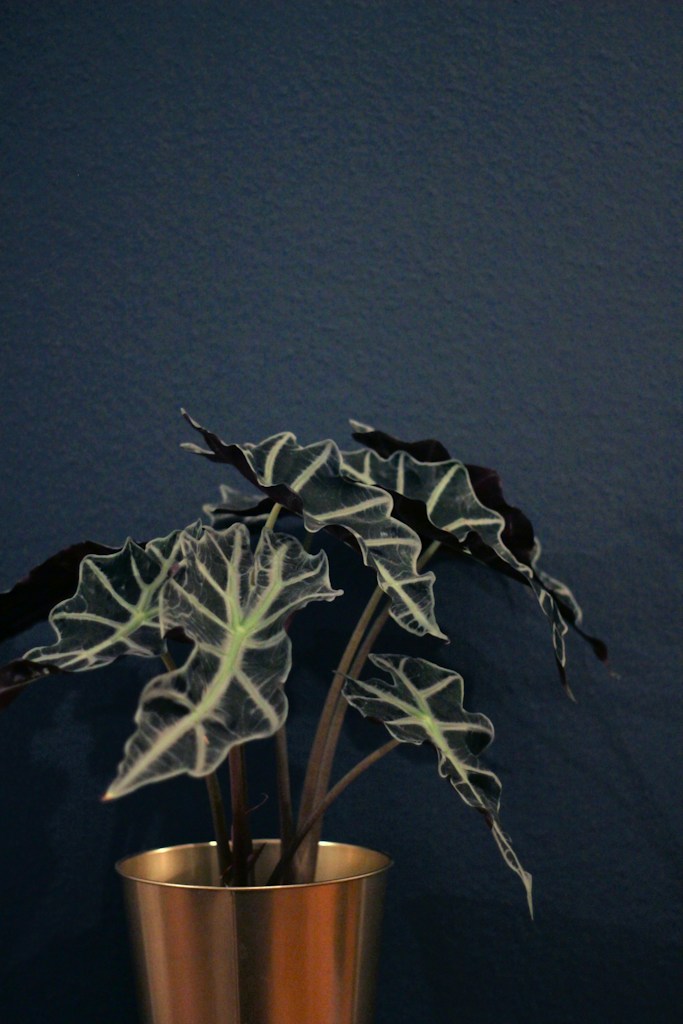 Calathea Orbifolia