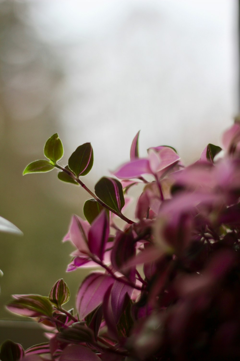 purple petaled flower