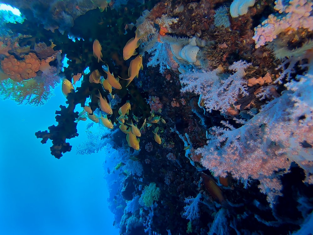 group of fish under water