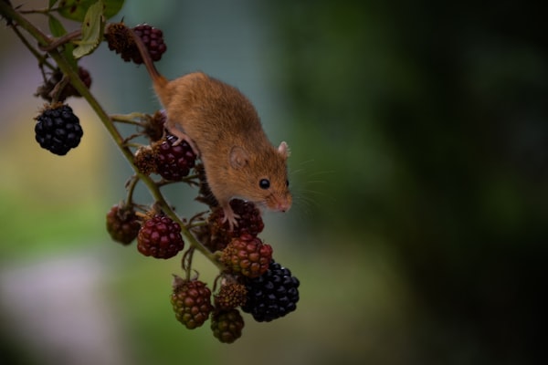 A cute brown mouse, balanced on a branch of wild berries.