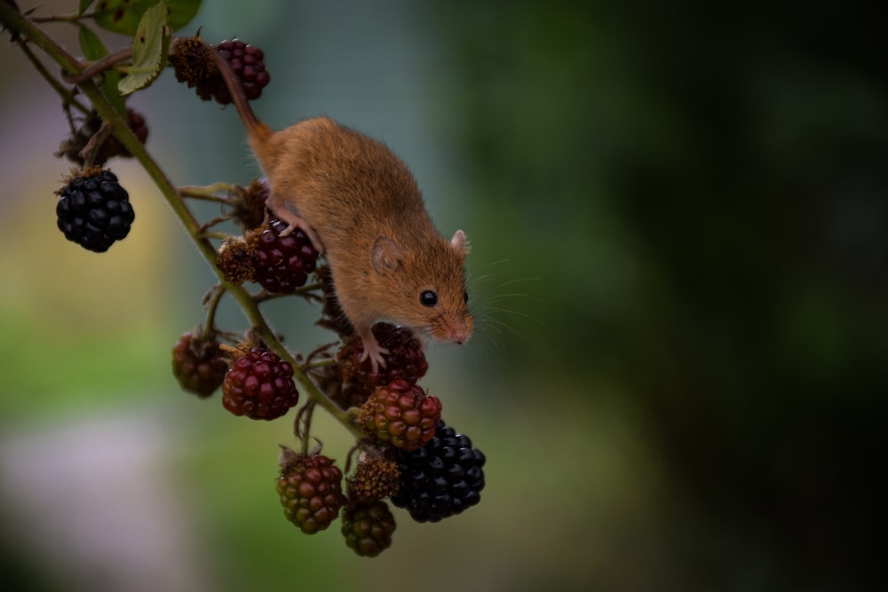 a mouse on a branch with berries