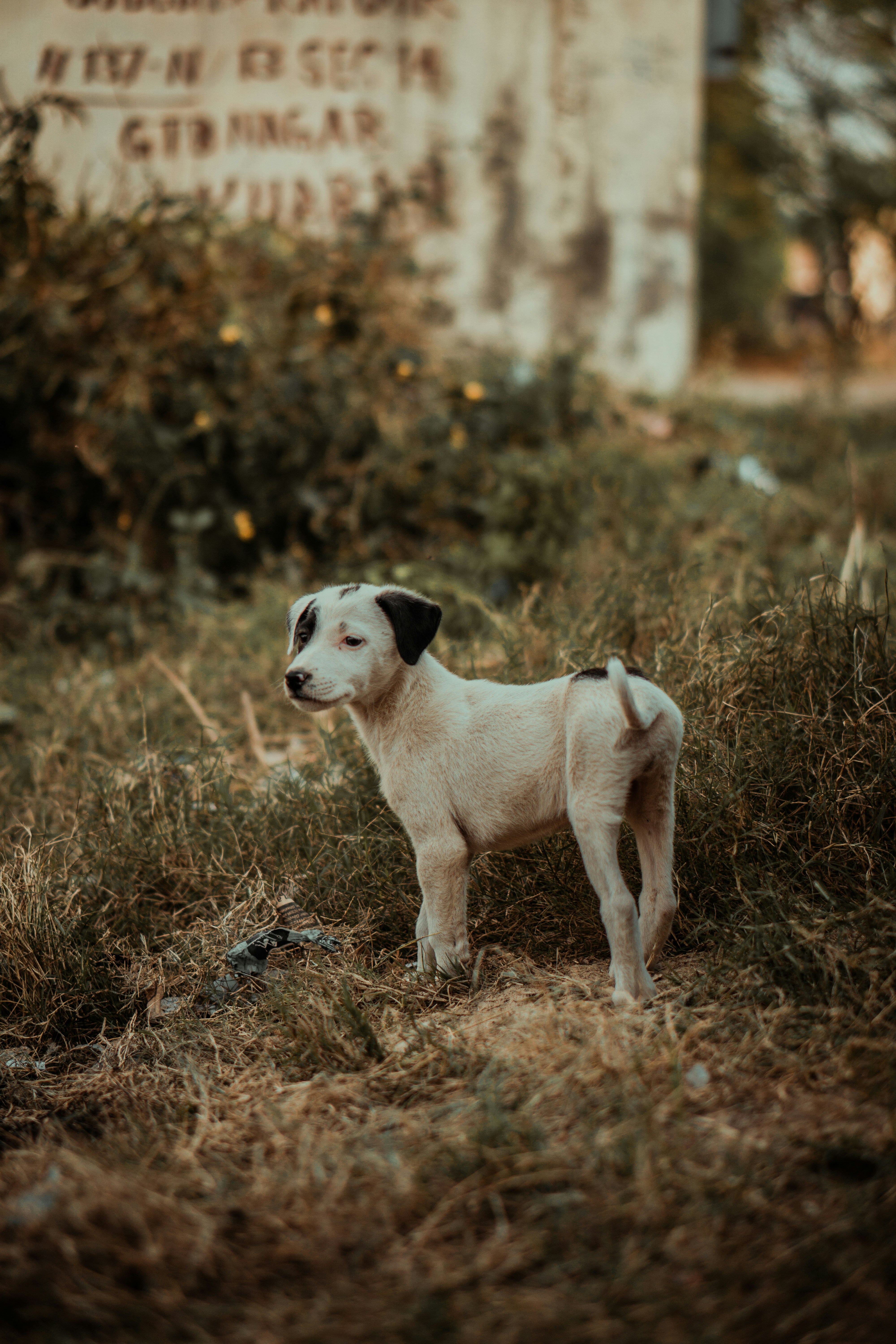 Photo by ashu_dadwal