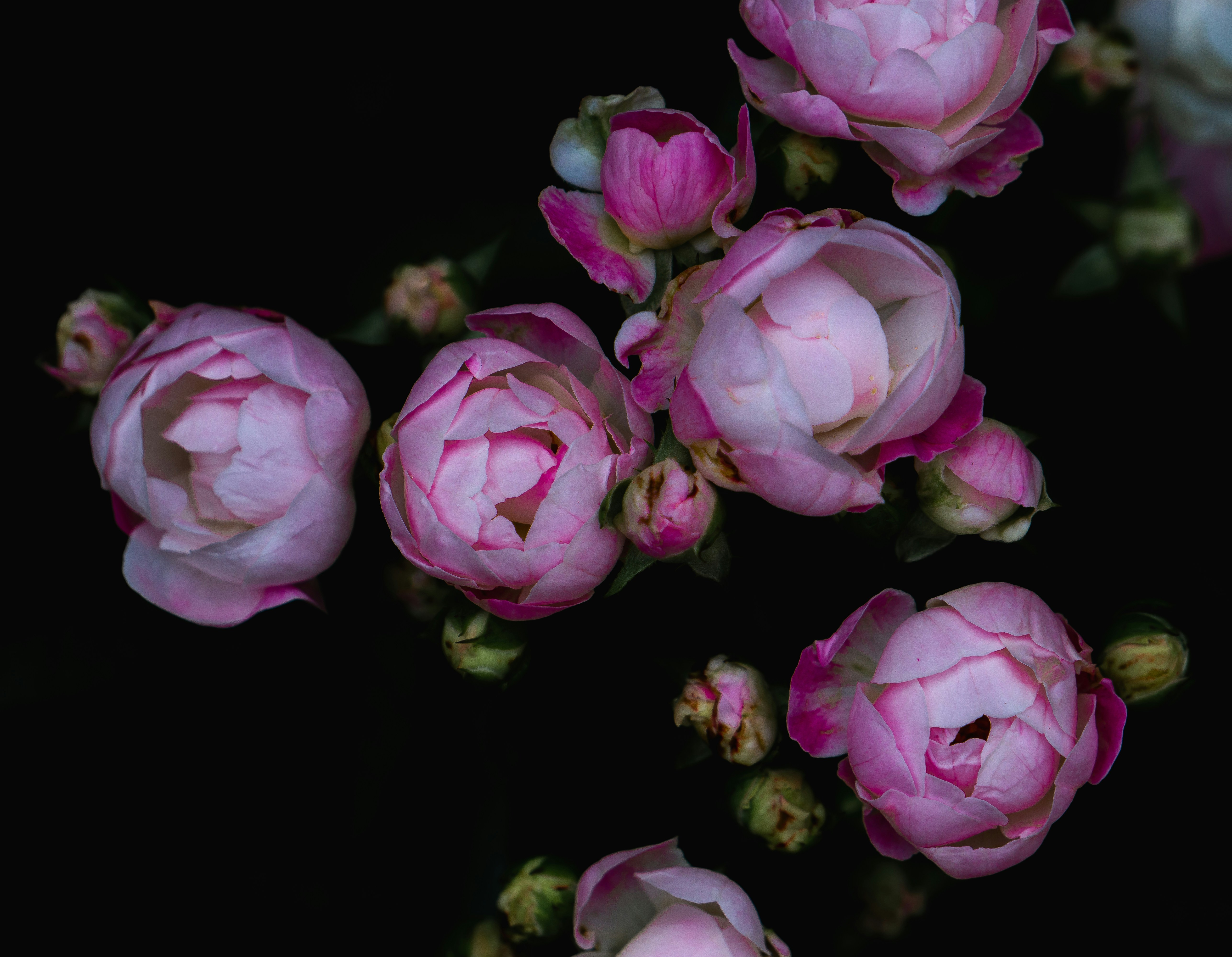 Photo by alexvani075