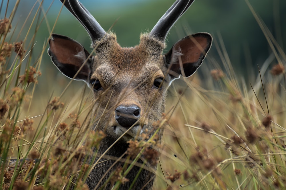 selective focus photography of brown deer behind plants