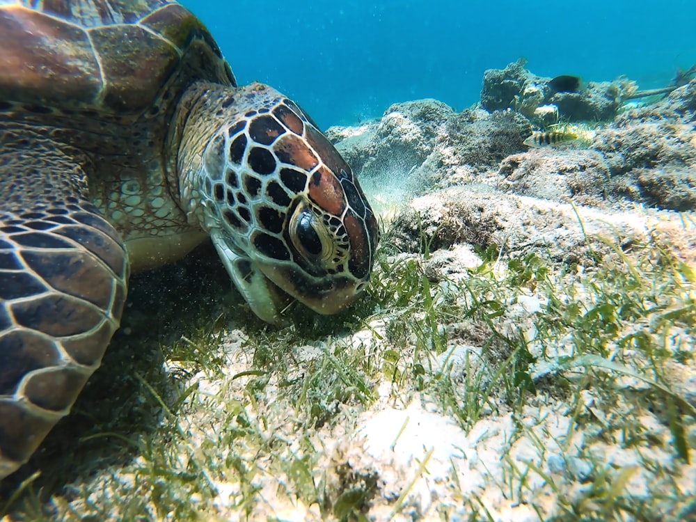 Braune und schwarze Schildkröte