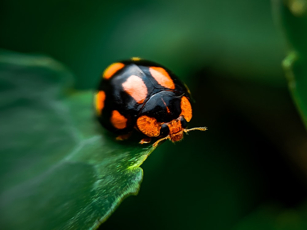 orange and black bug