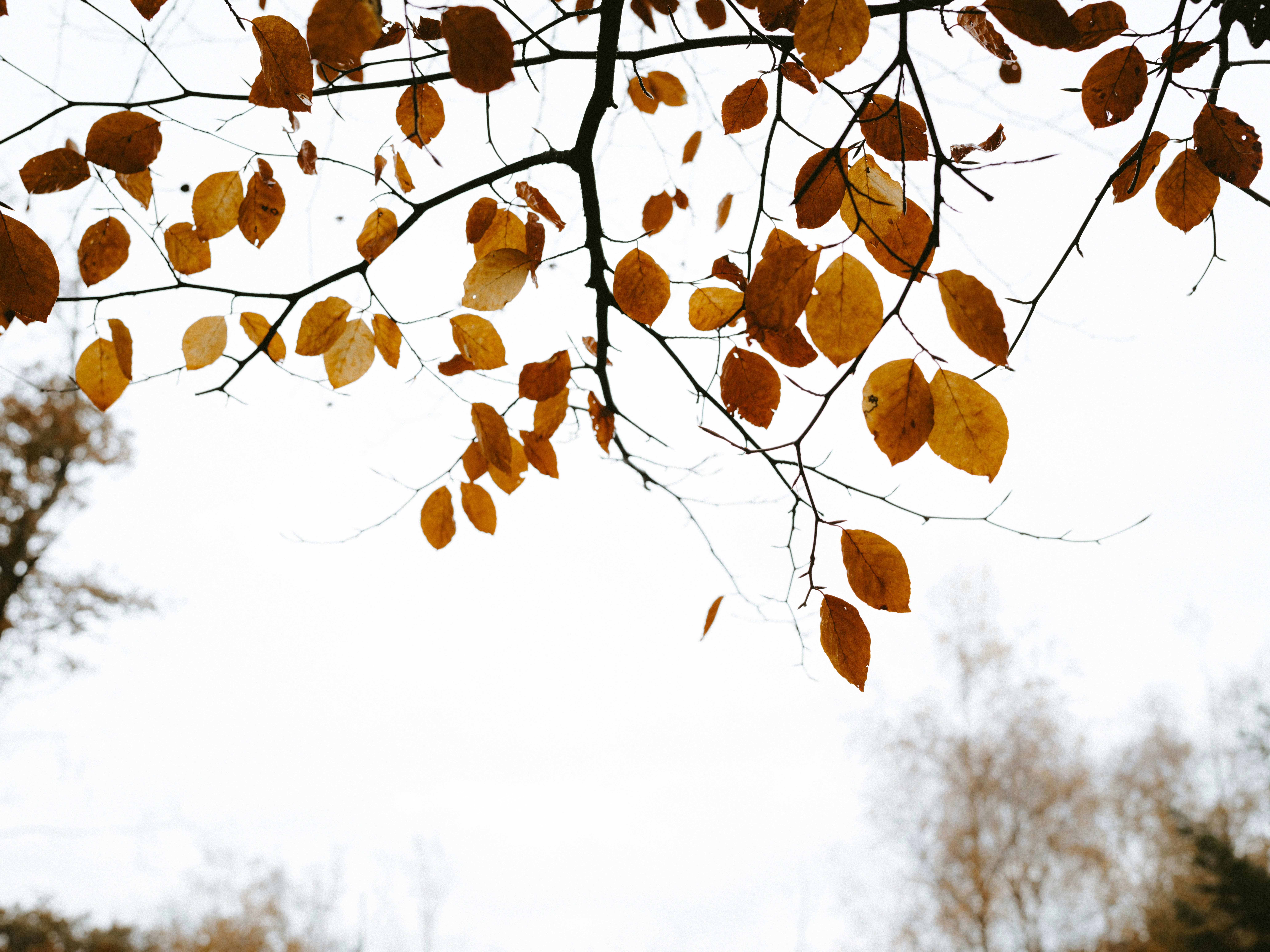 Photo by anniespratt