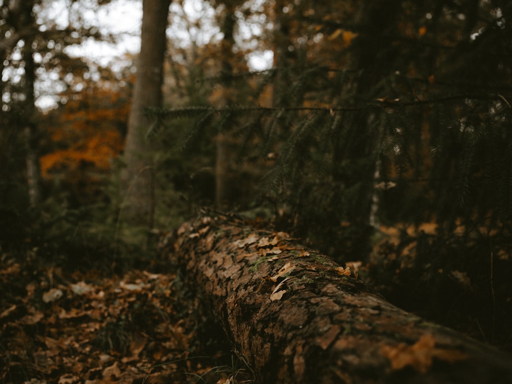 green trees