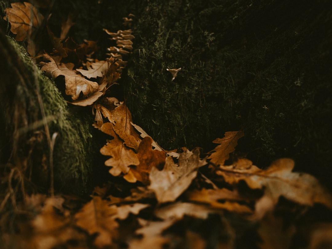 selective focus photography of fallen leaves on stones