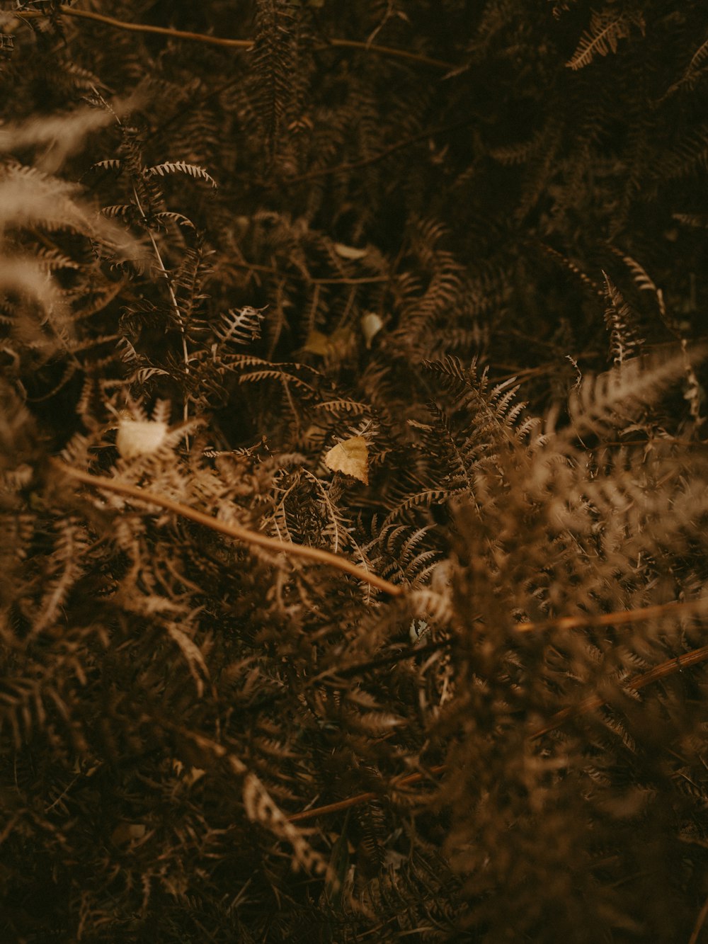 selective focus photography of brown plants