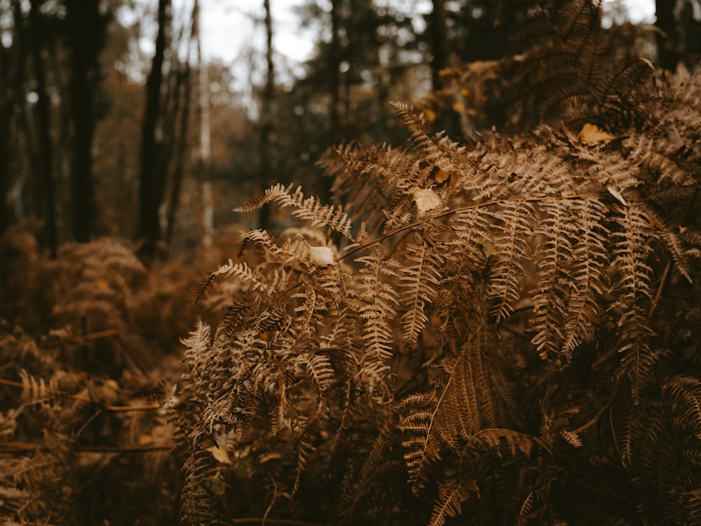 brown-leafed Boston fern