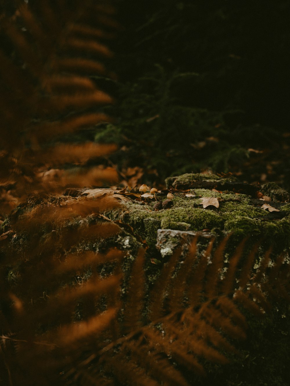 a close up of a moss covered rock in a forest