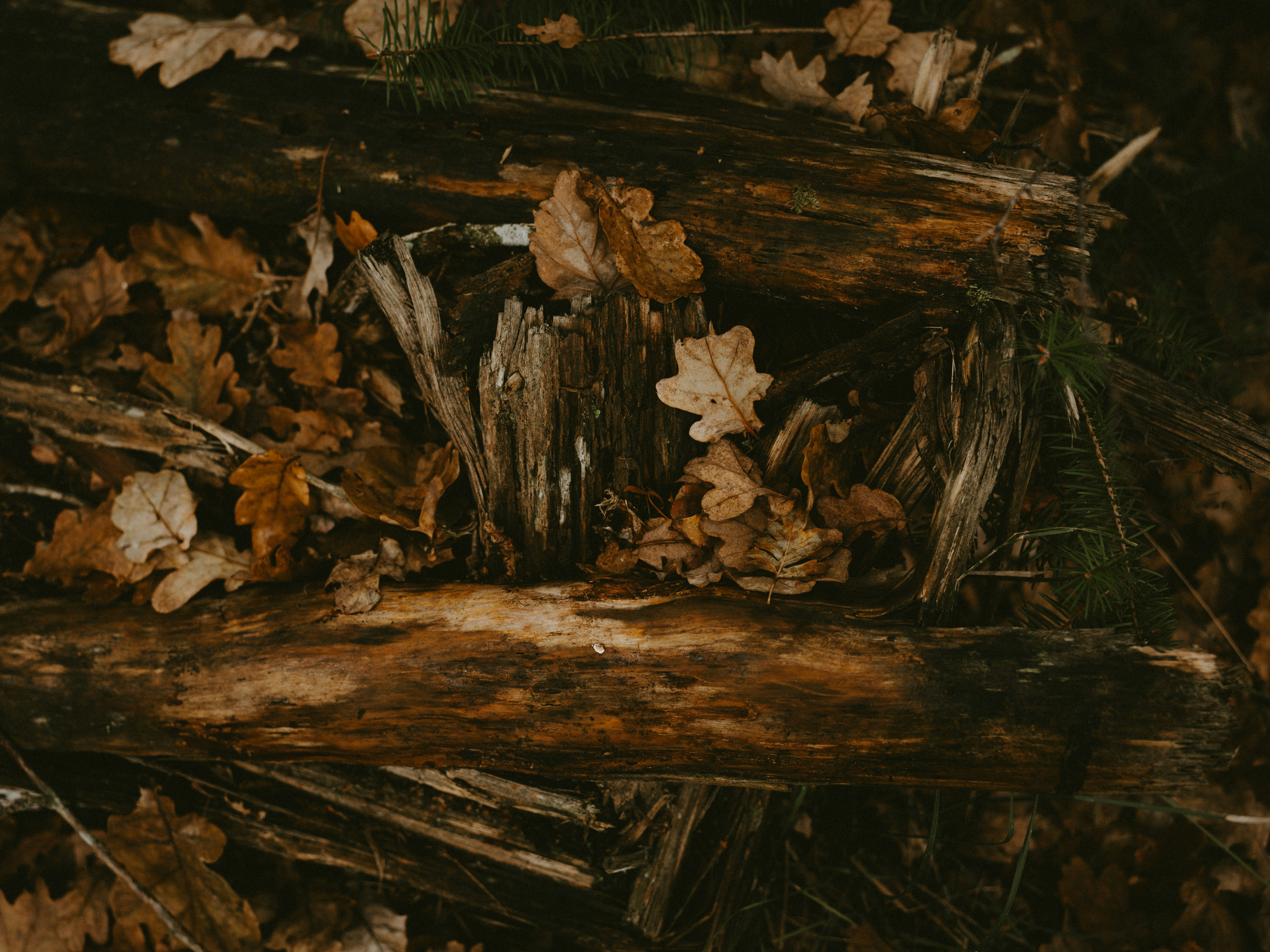 Photo by anniespratt