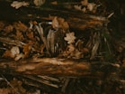 brown logs
