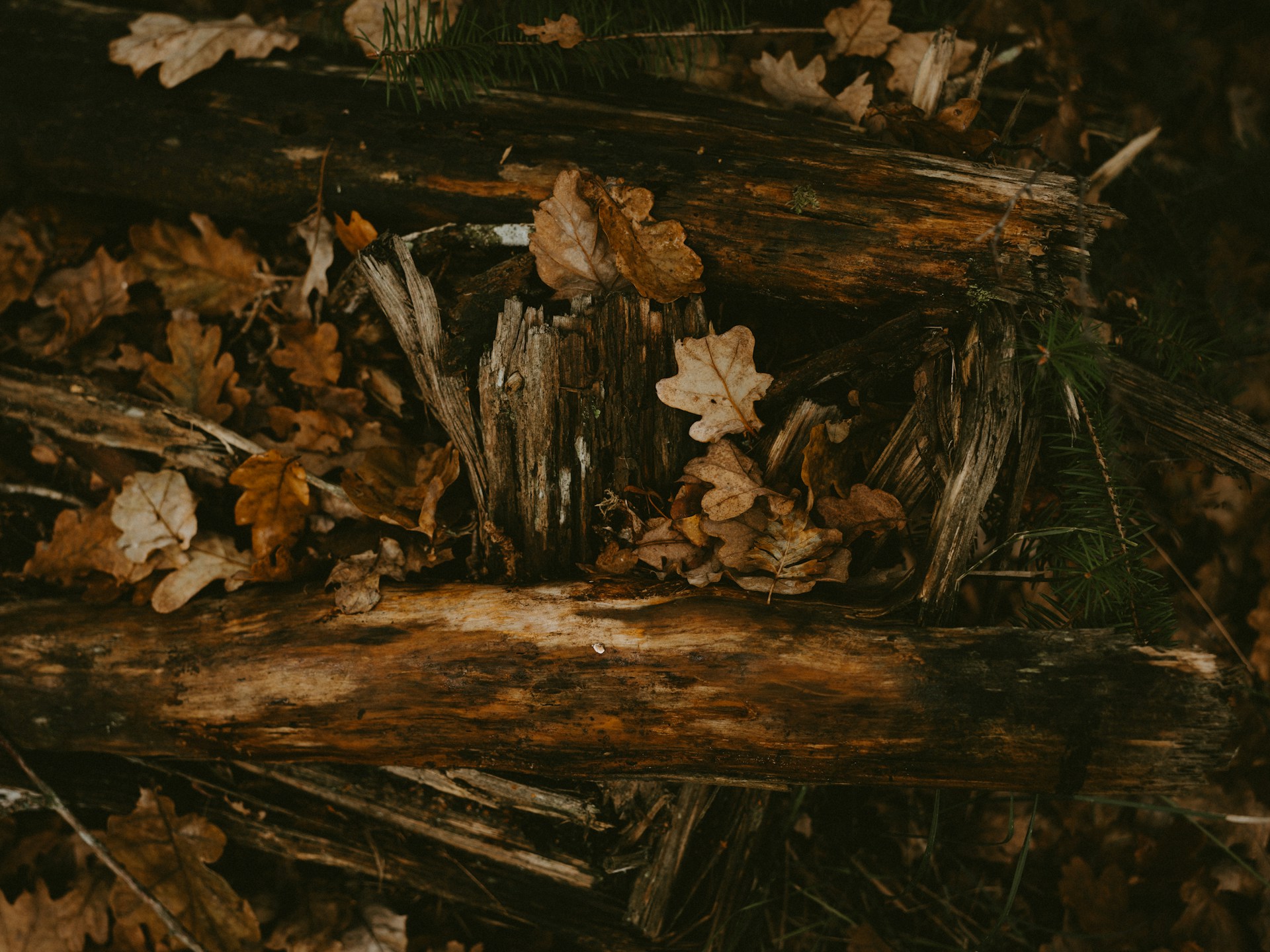brown logs