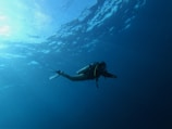 person diving underwater