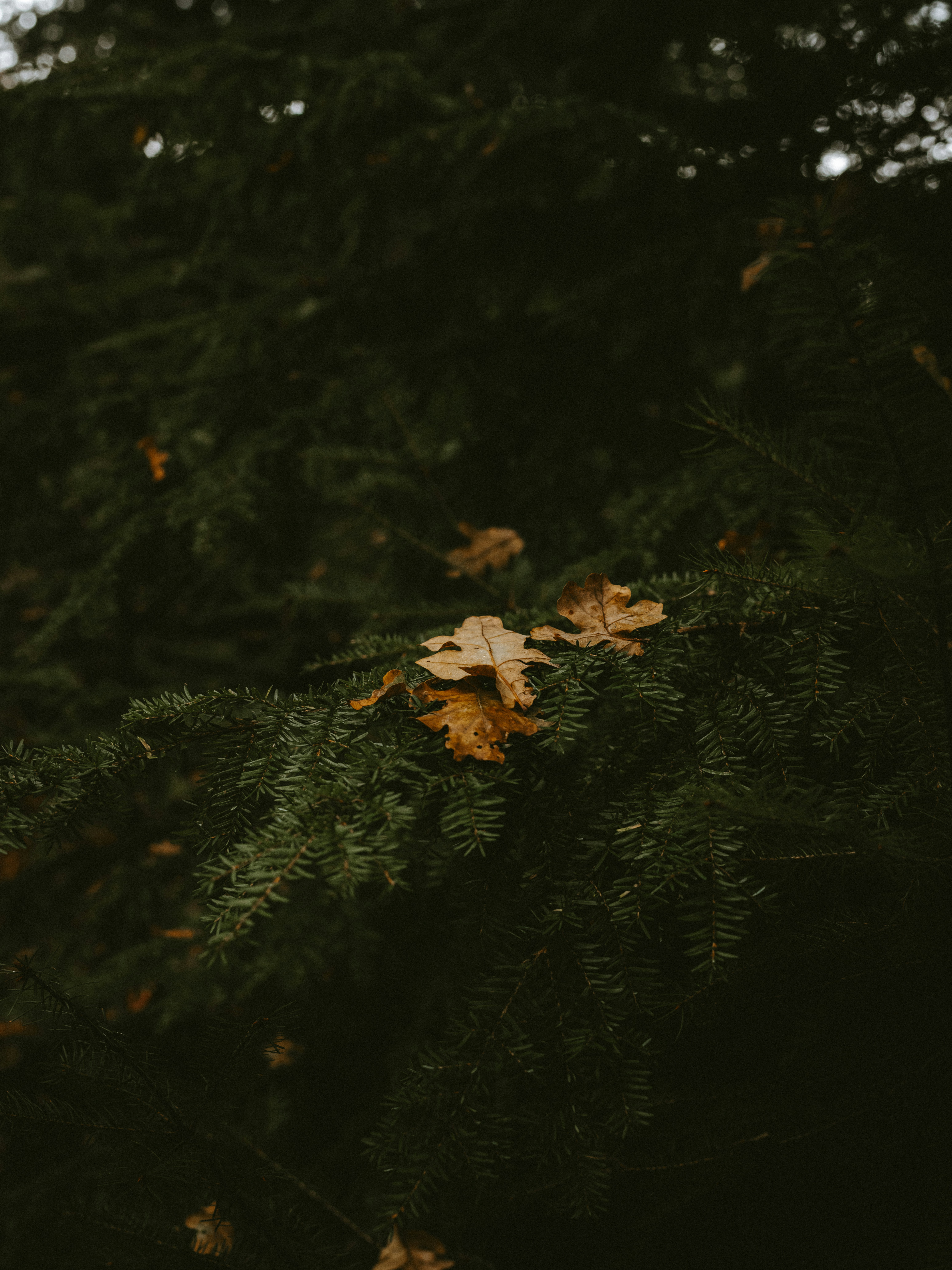 minimalist fall layers, wallpaper, Long Sleeve Tees: Styling for Perfect Layers 4