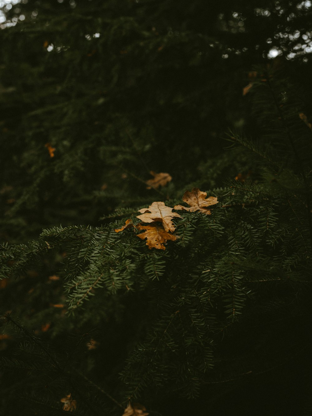 dried leaves on tree