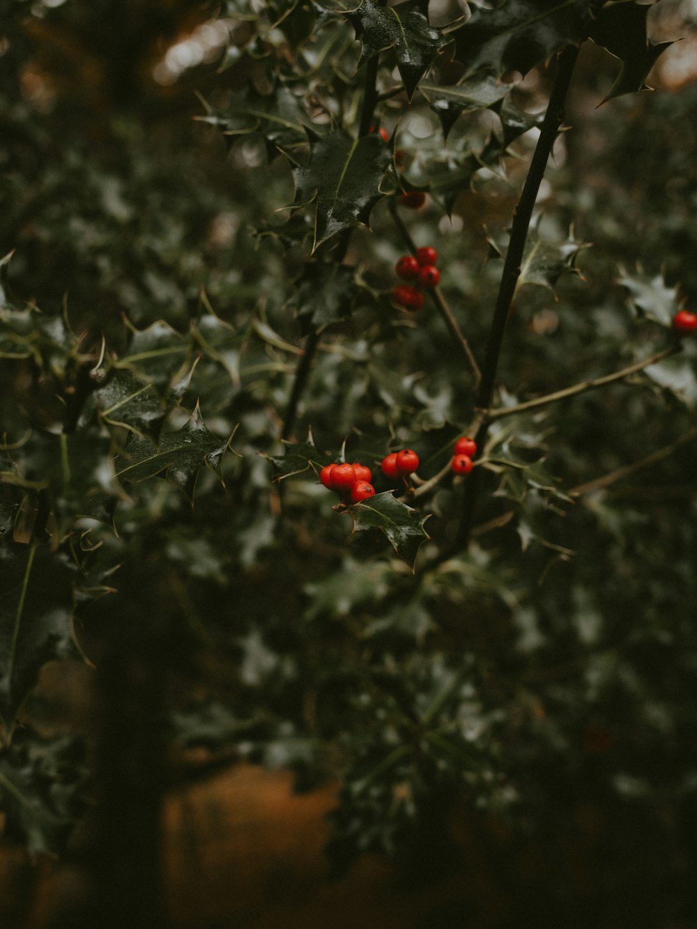 selective focus photography of green plants with red fruits