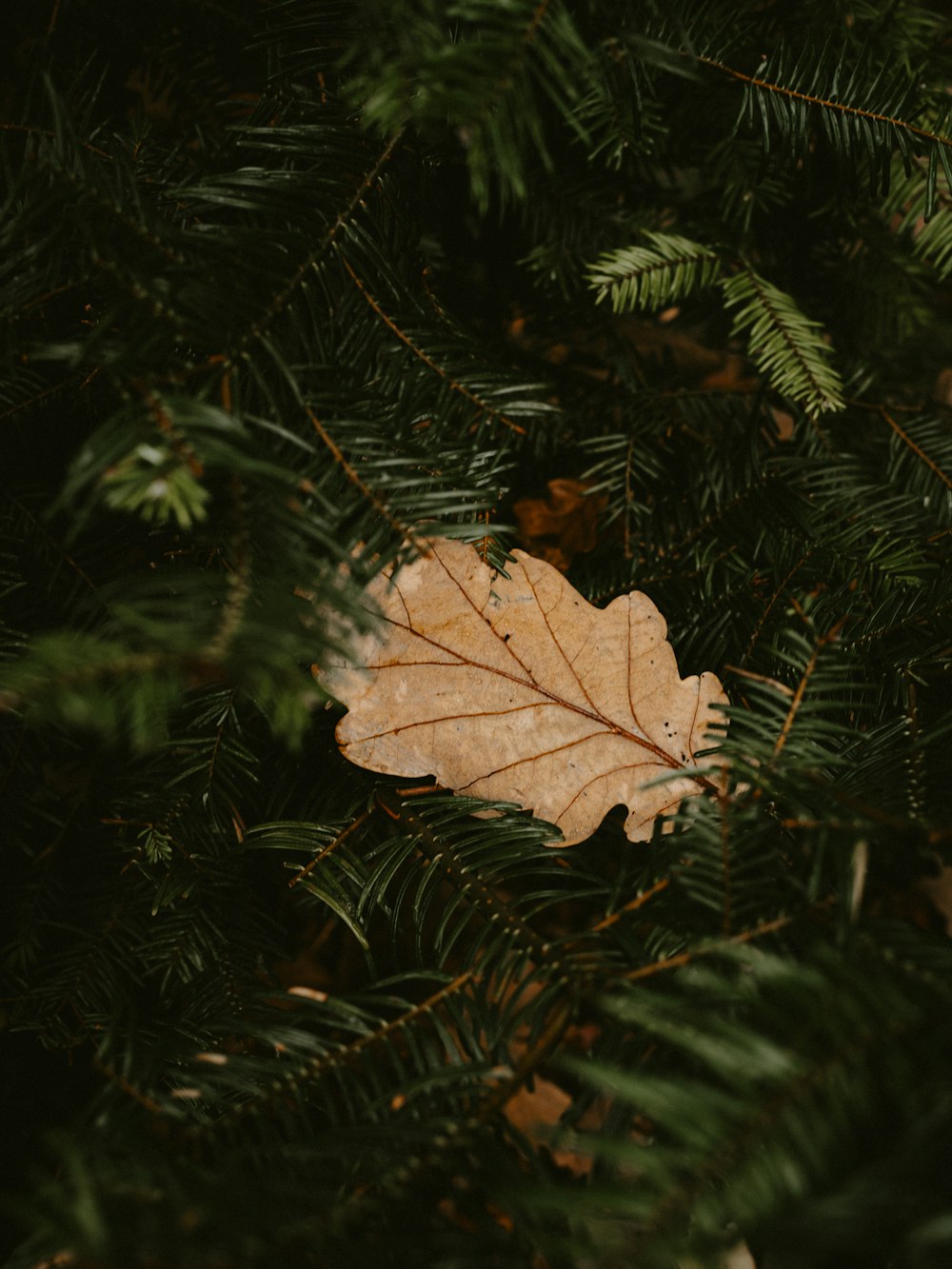 selective focus photography of fallen leave on green plants