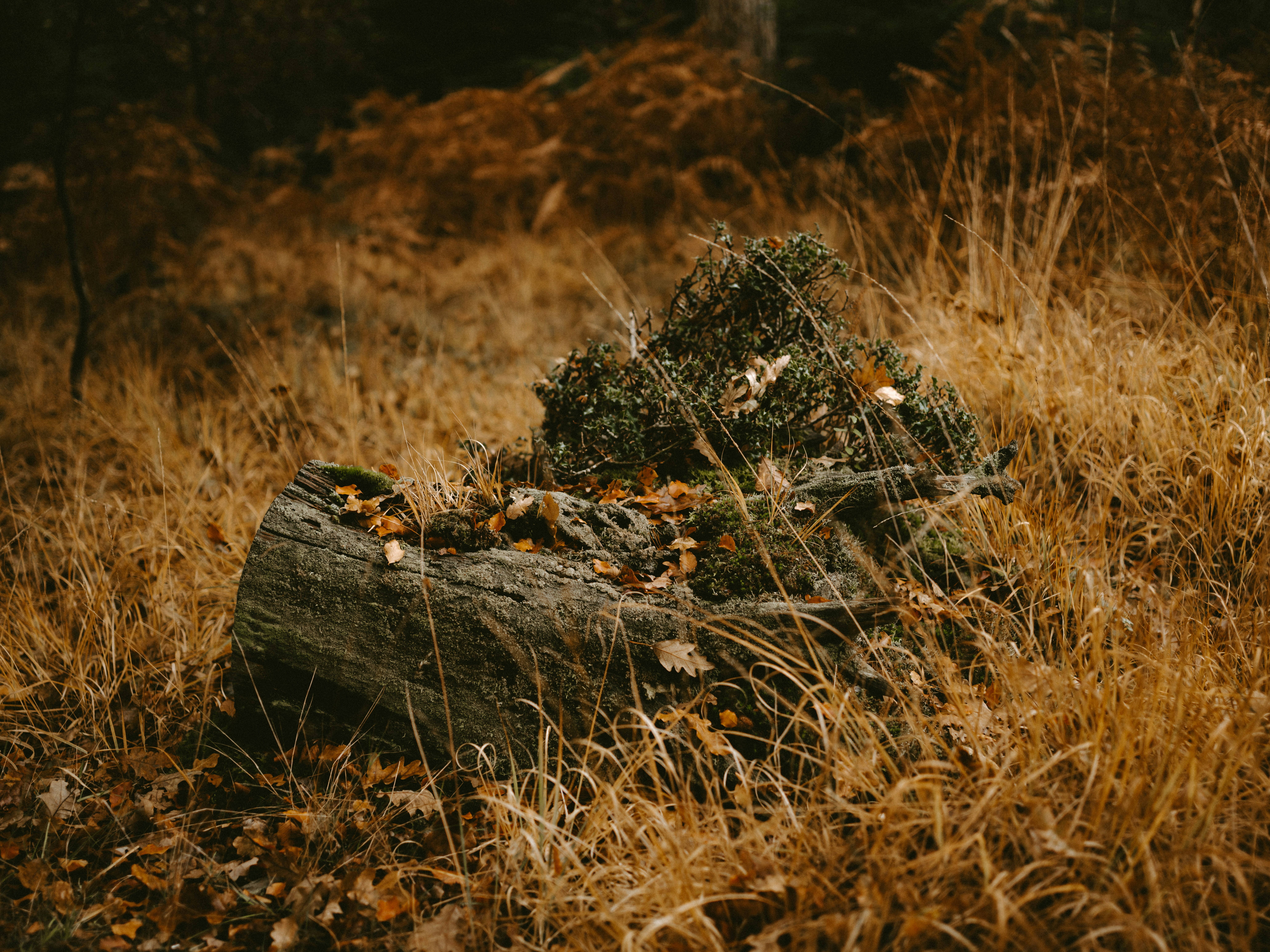 Photo by anniespratt