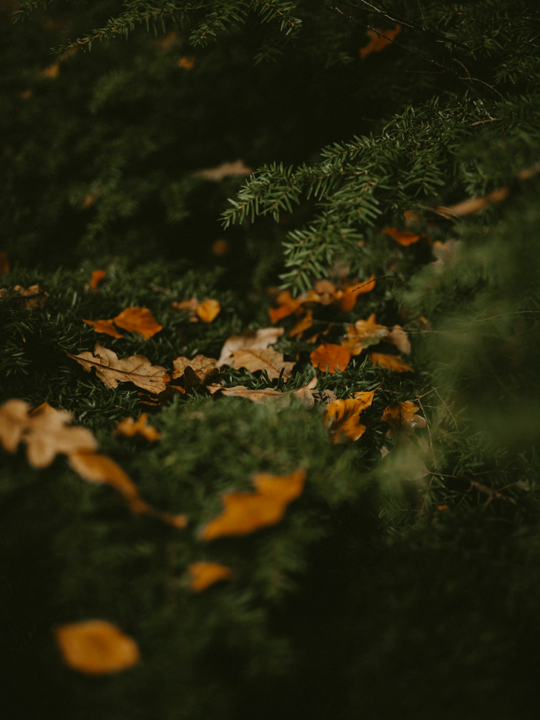 fallen brown leaves during daytime