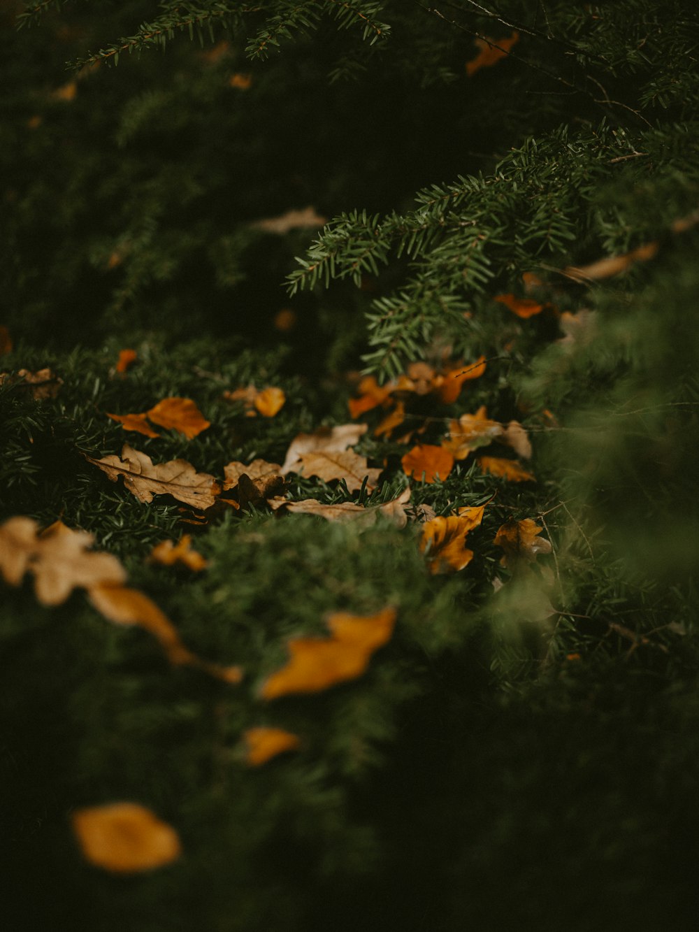 fallen brown leaves during daytime