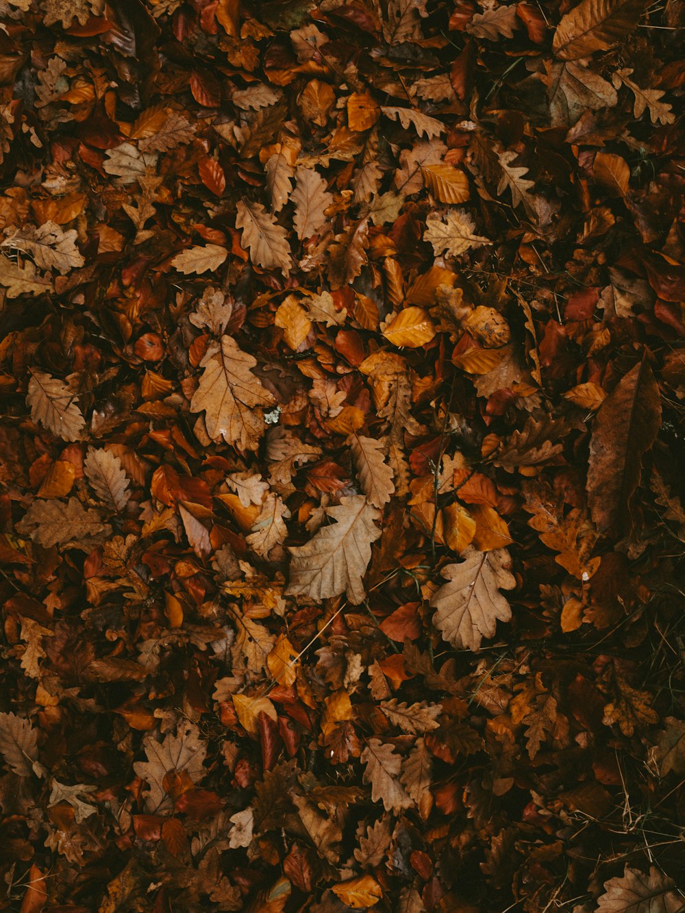 withered leaves on soil