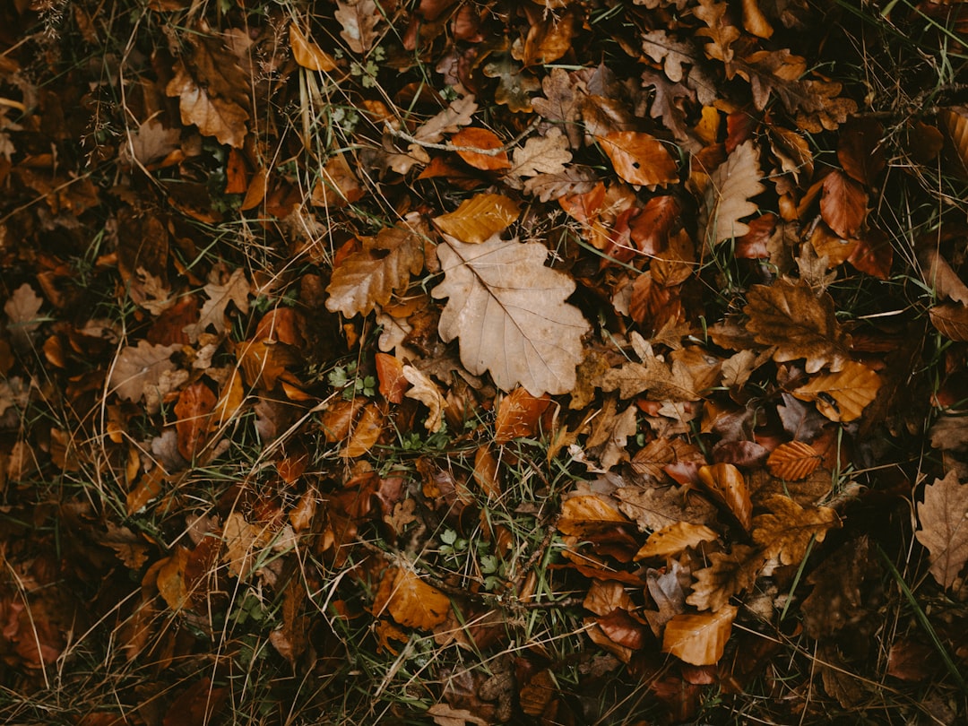 brown leaf