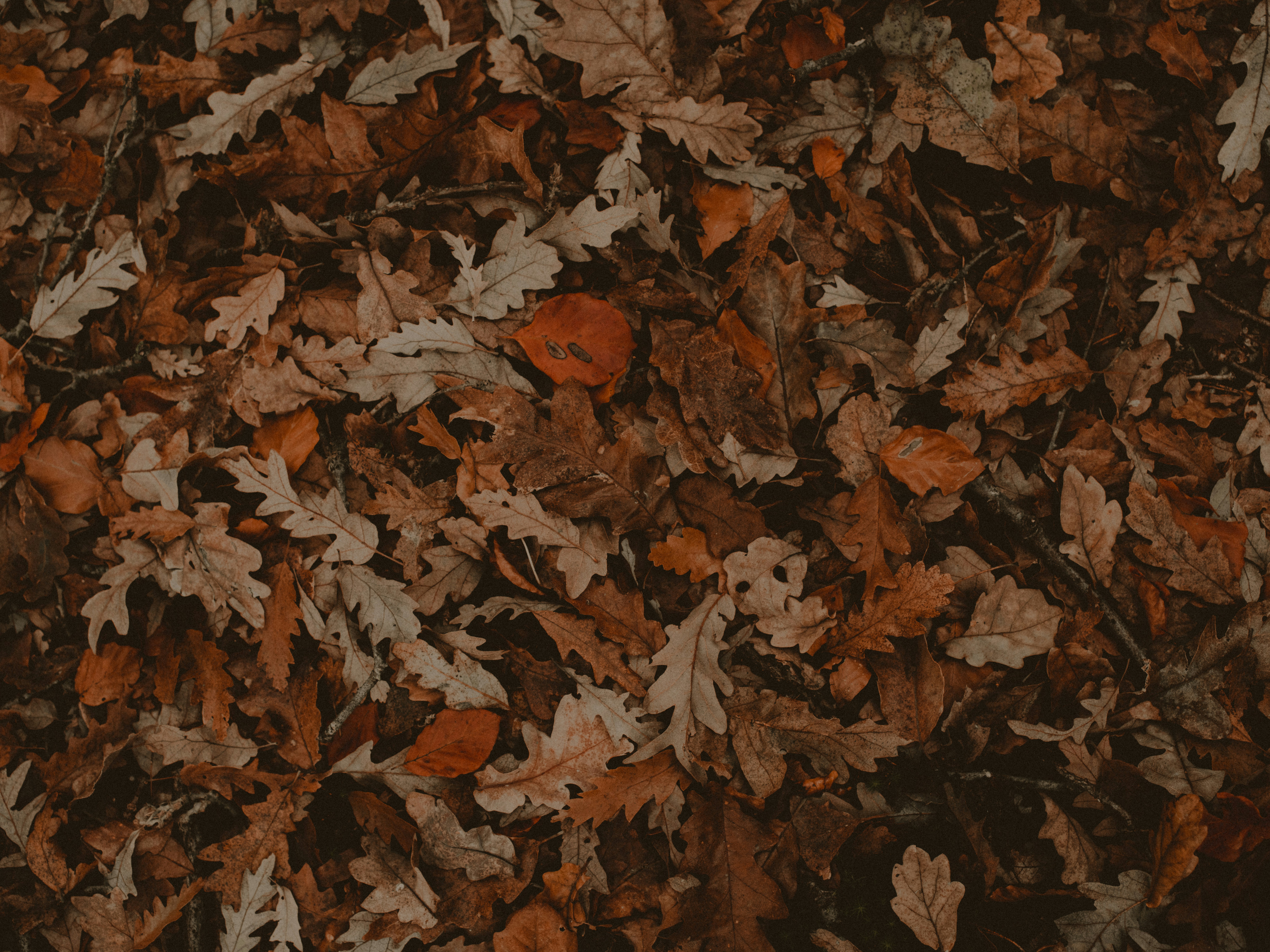 Photo by anniespratt