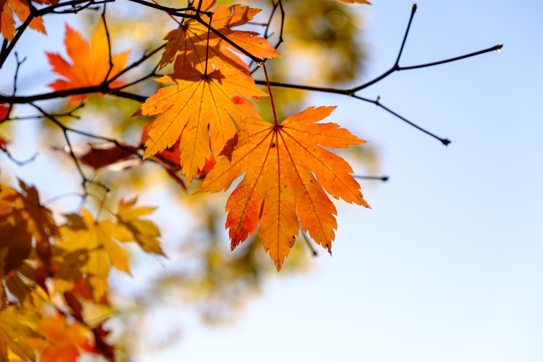 selective focus photo of maple tree