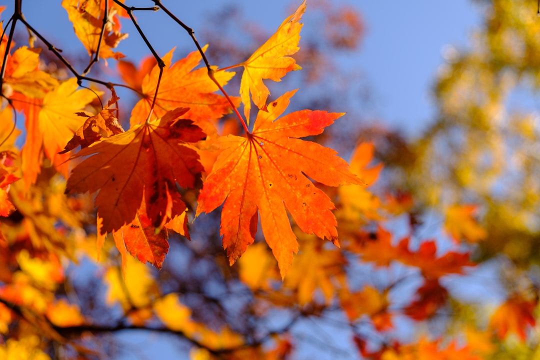 selective focus photo of maple leaf