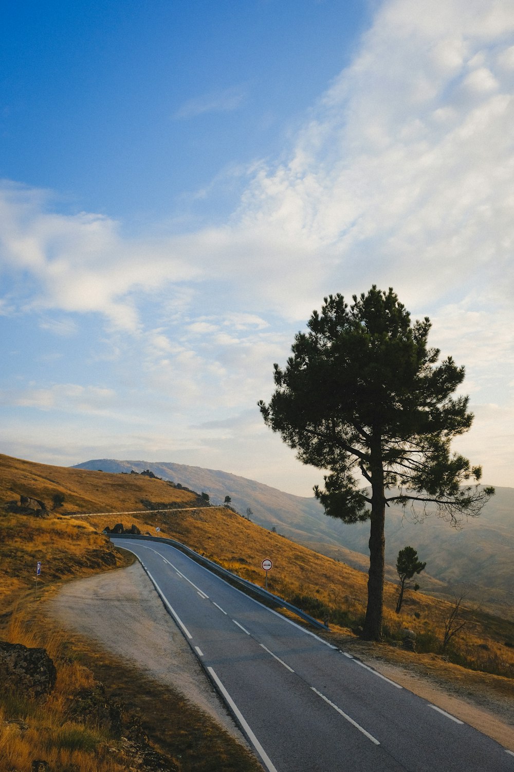 aerial photo of trees beside road