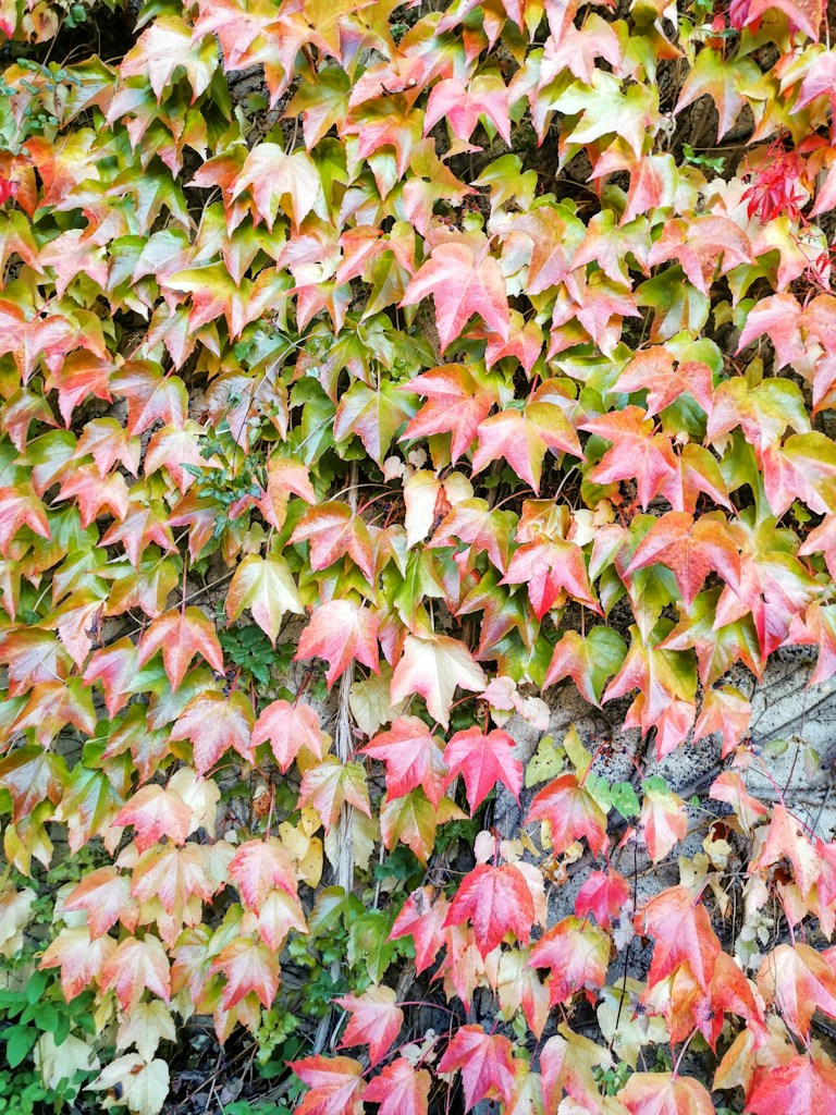 Autumn Leaf Tee
