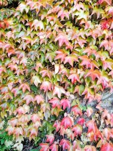 Autumn Leaf Tee